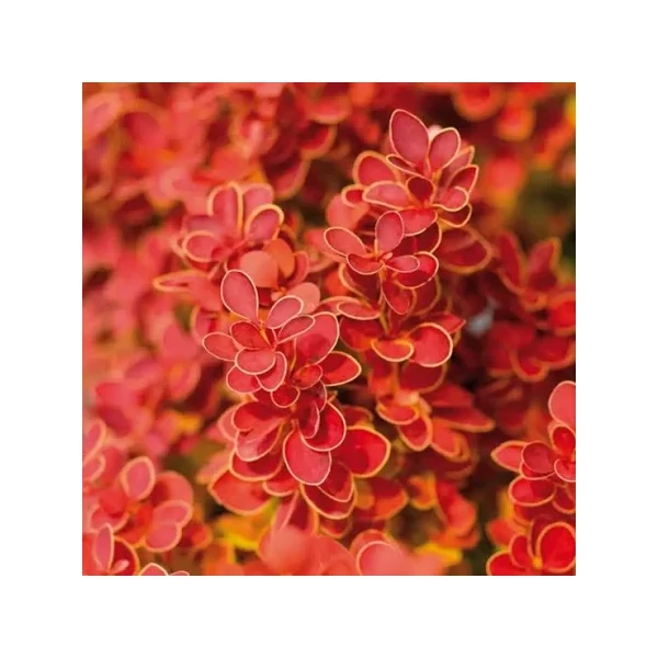 Berberis thunbergii 'Orange Ice - Borbolya piros-narancs K2 20-40
