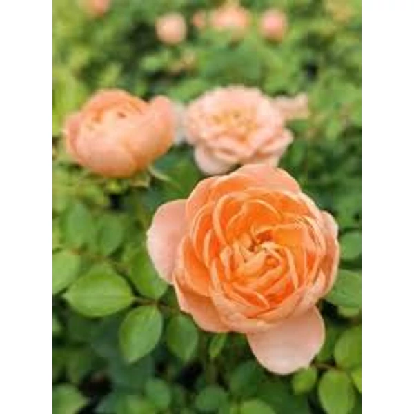 Rosa Orange Imp - Talajtakaró rózsa K1,5 20-30