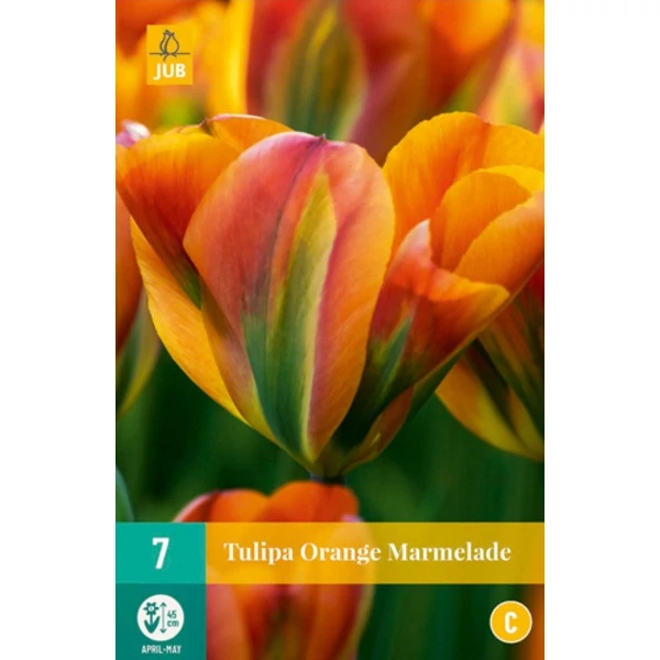 Jub Orange Marmelade tulipán virághagyma 7 db/cs