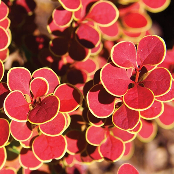 Berberis thunbergii 'Orange Sunrise - Borbolya piros-narancs K2 40-60