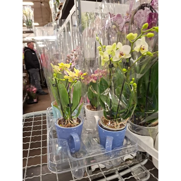 Orchidea bögrében