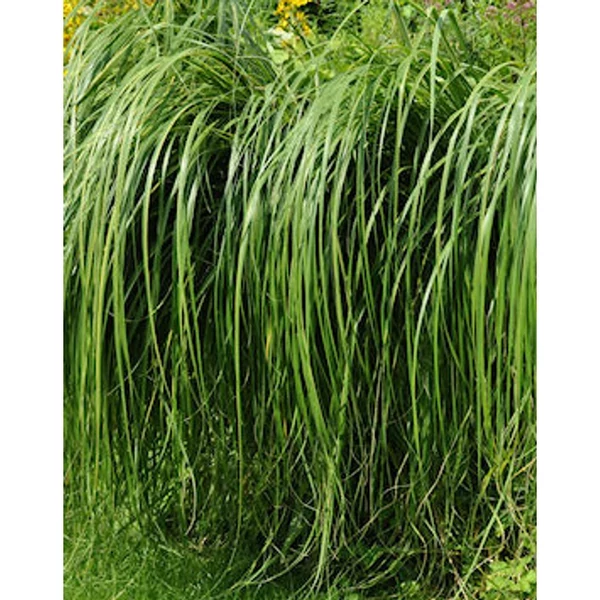 Spartina pectinata 'Aureomarginata' - Préri zsinegfű K3L