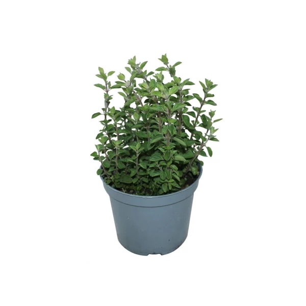 Fűszernövény - Oreganó CS14