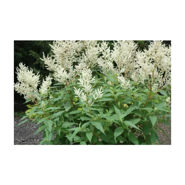 Persicaria polymorpha Óriás keserűfű K3l
