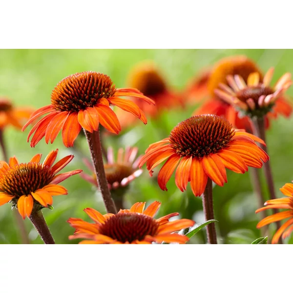 Echinacea Sunseekers Orange CS15