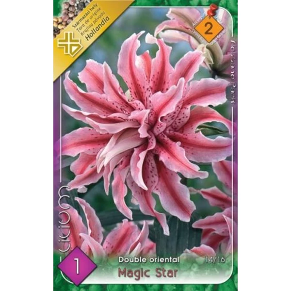 Liliom Magic Star 1-db-os