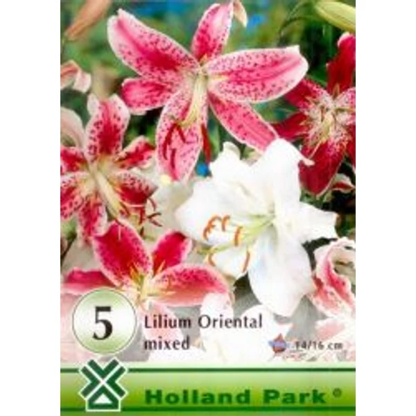 Liliom Oriental mix 5-db-os