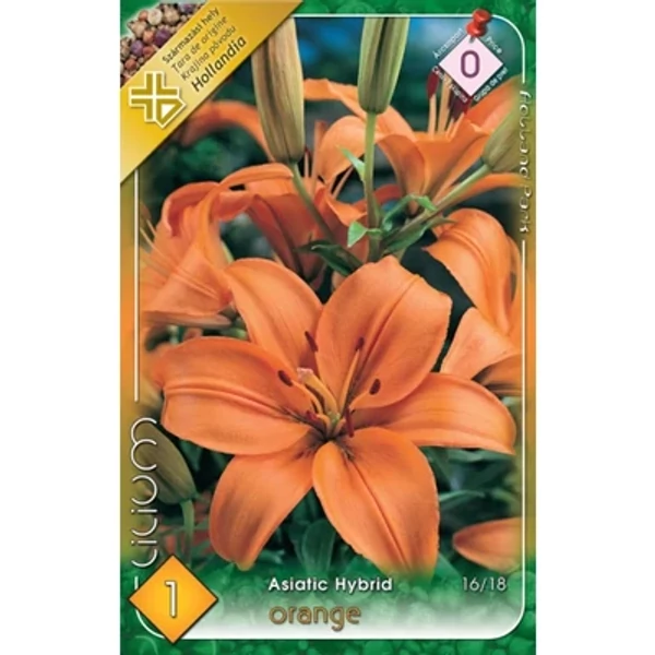 Liliom  Orange 1 db Liliom  Orange 1 db