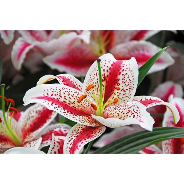 Lilium - Liliom Oriental Dizzy CS14