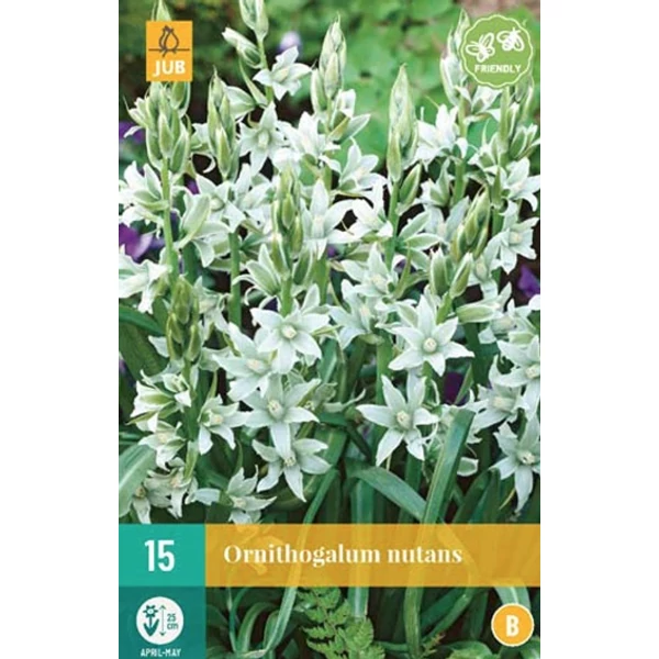 Jub Ornithogalum nutans - Csillagvirág 15 db/cs Jub Ornithogalum nutans - Csillagvirág 15 db/cs