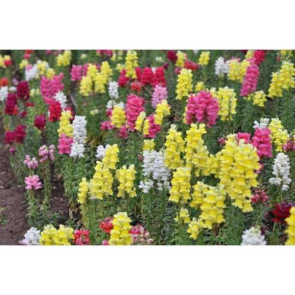 Antirrhinum - Tátika oroszlánszáj Cs19
