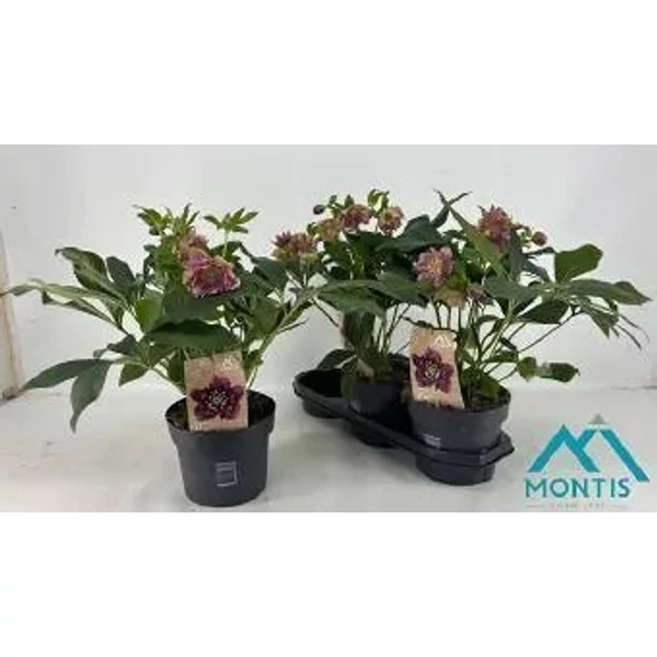 Helleborus orientalis  - Keleti hunyor K19l 50cm