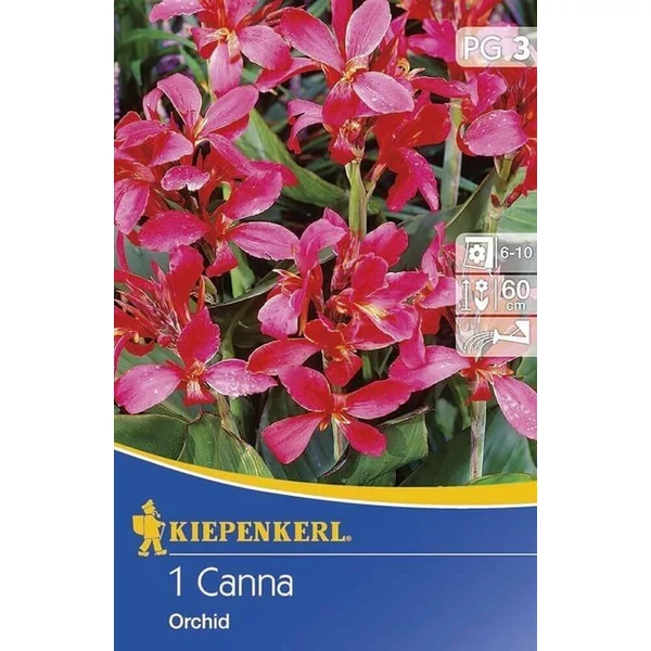 Kiepenkerl Canna törpe Orchid 1db/cs