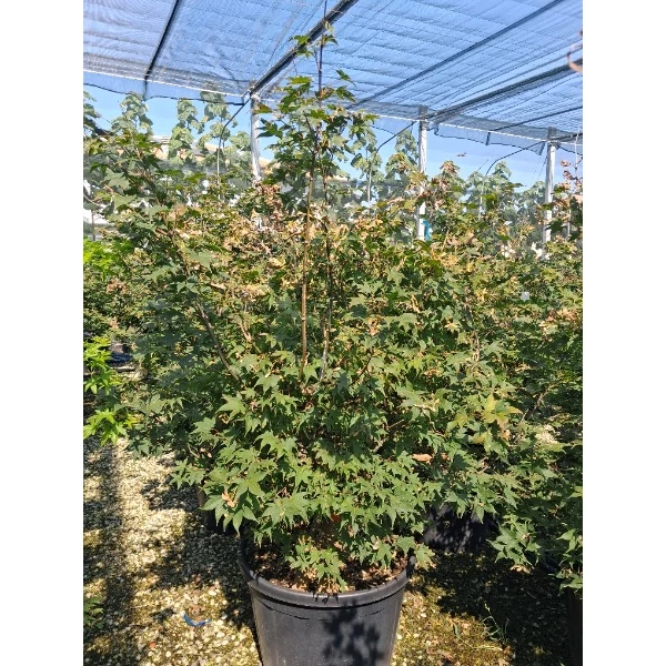 Acer palmatum 'Osakazuki' - Japán juhar narancsvörös K130 150/175