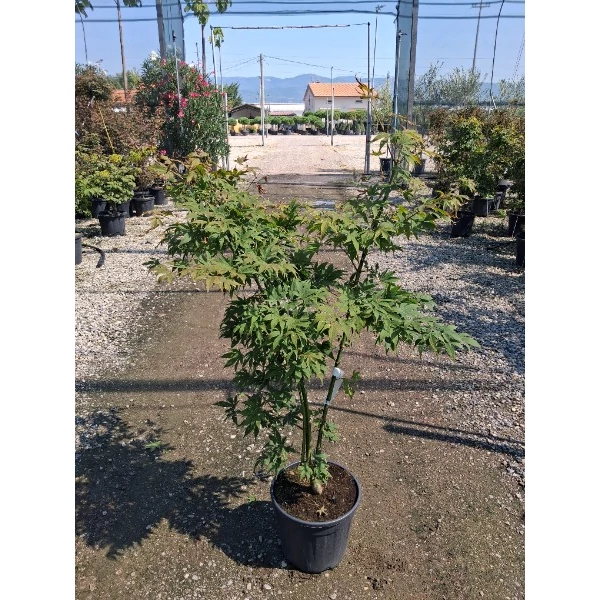 Acer palmatum 'Osakazuki' - Japán juhar narancsvörös K15 100/125