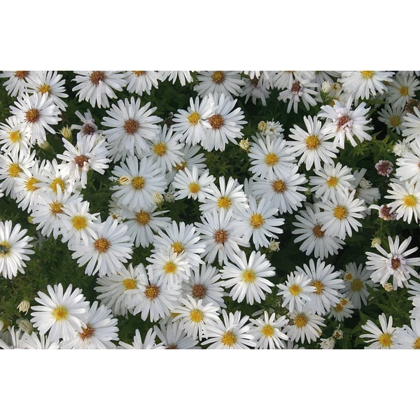 Aster dumosus Niobe- Törpe őszirózsa