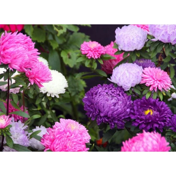 Aster - Őszirózsa F