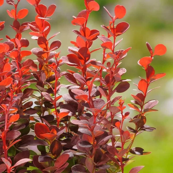 Berberis thunbergii Orange Rocket- Narancs bordó levelű japán borbolya 40/60