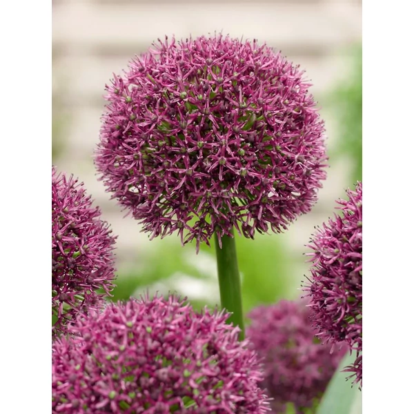 Allium 'Ostara' - Díszhagyma D14