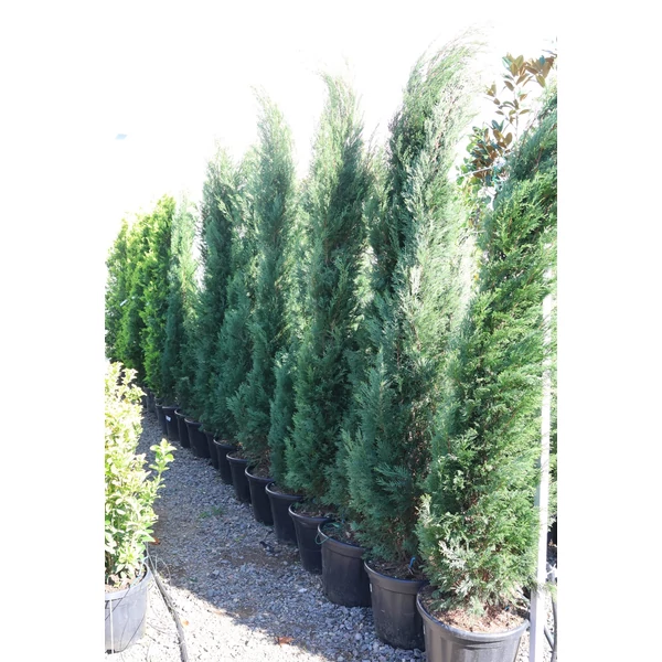 x Cupressocyparis leylandii 'Green Rocket' - Zöld oszlopos leylandi ciprus K3,5 60/80