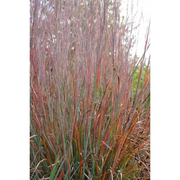 Schizachyrium scoparium 'Standing Ovation' – Seprűs csomósperje Cs14