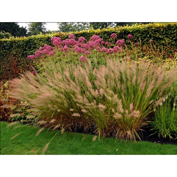 Calamagrostis brachytricha - Nádtippan CS14