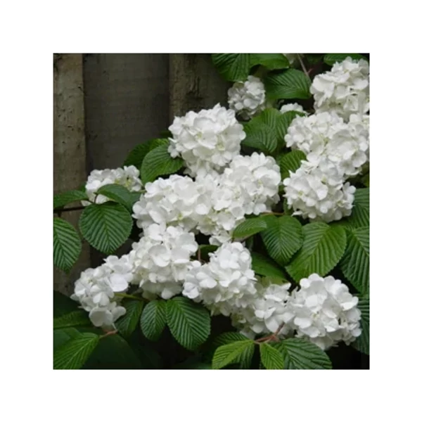 Viburnum plicatum 'Popcorn' – Redős levelű bangita 40-60