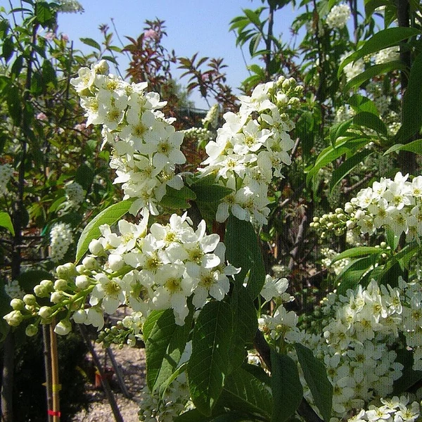 Prunus padus – Zelnicemeggy K35 10/12