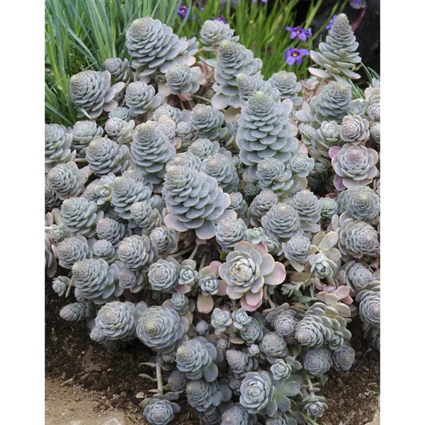 Orostachys iwarenge 'Chinese Hat' – Mongol kőrózsa, Pagoda virág CS9