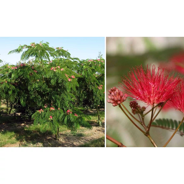 Albizia julibrissin 'Ombrella' - Pirosvirágú selyemakác 200/250+