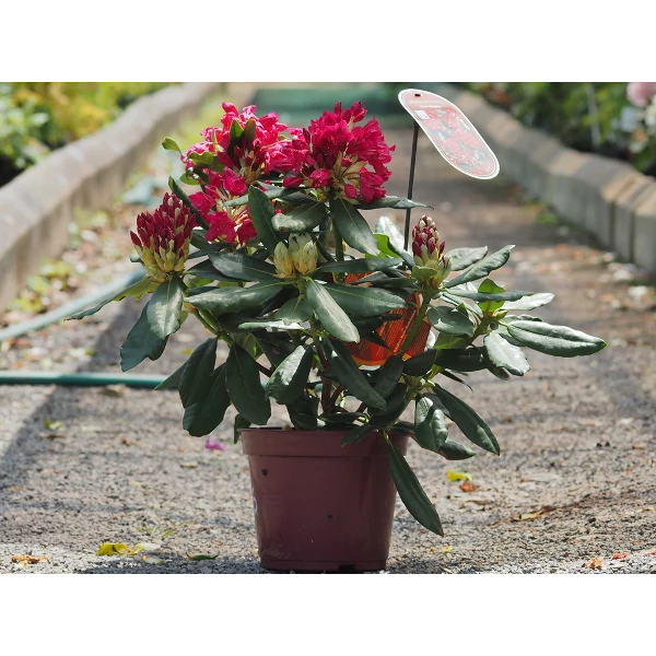 Rhododendron - Havasszépe K2 30/35