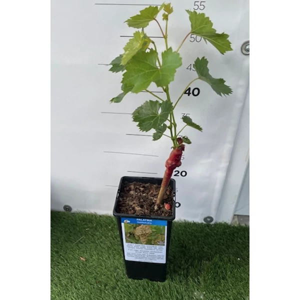 Vitis vinifera - szőlő Palatina K1,4l