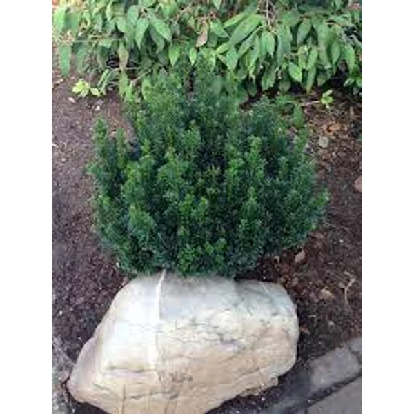 Taxus baccata - Tiszafa, gömbre nyírt 20/30 K