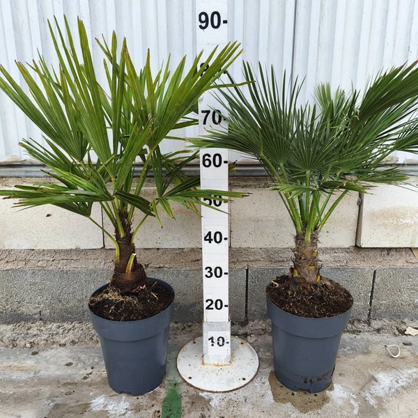 Chamaerops humilis - Törpe lószőrpálma P7 60+