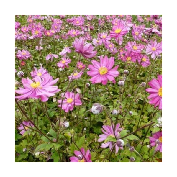 Anemone x hybrida Pamina - Szellőrózsa Cs14