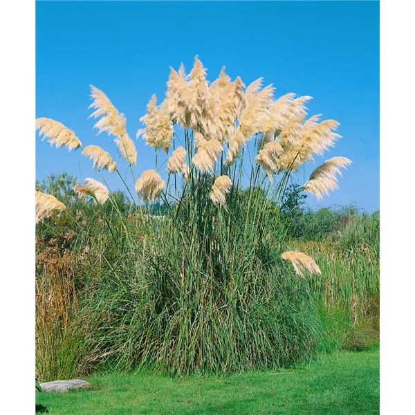 Cortaderia selloana Compapacta  pampafű 3L