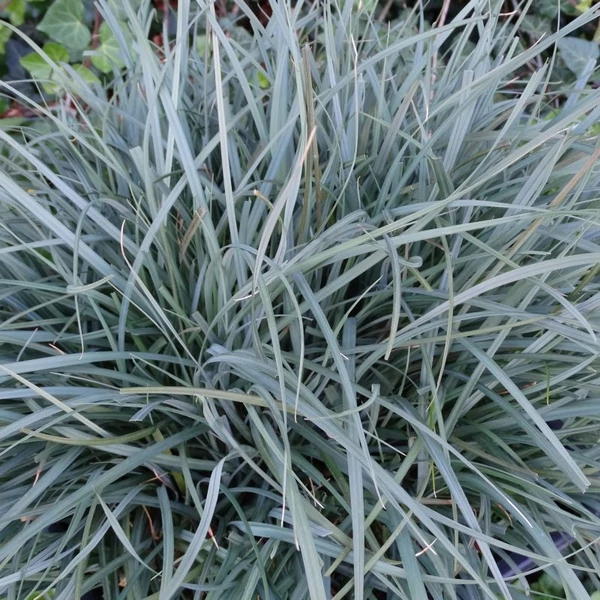 Carex panicea - Pamira sás CS9