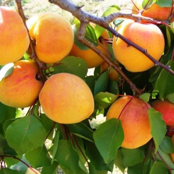 Prunus armeniaca Pannónia - Kajszibarack K9 150/200