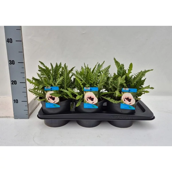 Papaver orientale ‘Royal Wedding’ – Fehér keleti mák P17