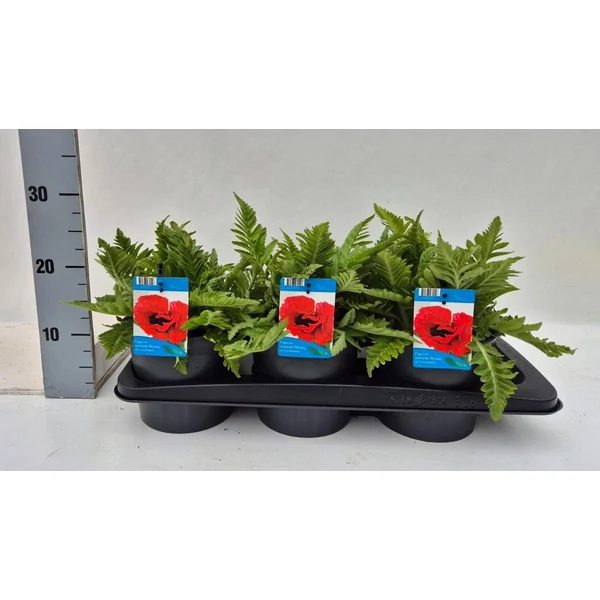 Papaver orientale ‘Beauty of Livermere’ – Keleti mák, díszpipacs P17