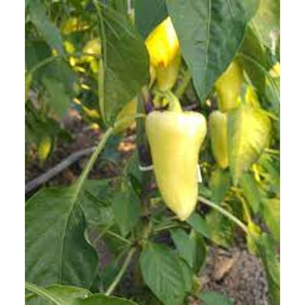 Palánta Paprika  