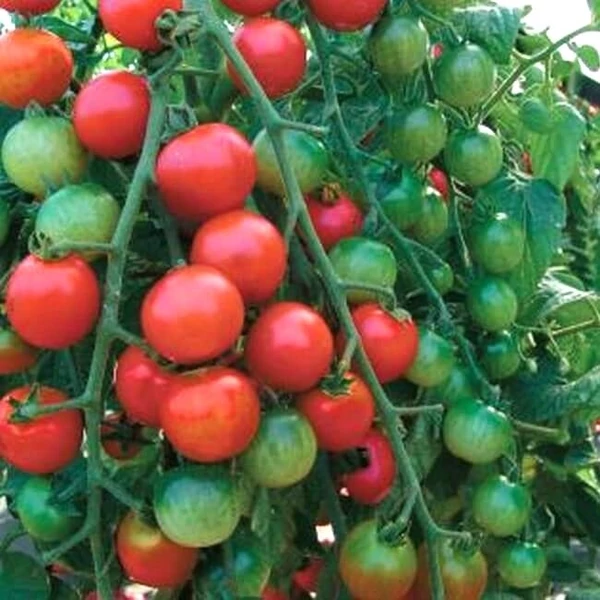 Palánta Paprika Paradicsom Iván Cs12,5