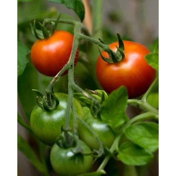 Camellio F1 Paradicsom  palánta