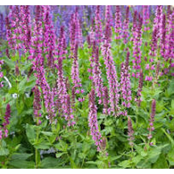Salvia nemorosa Paradise -  Ligeti zsálya CS14