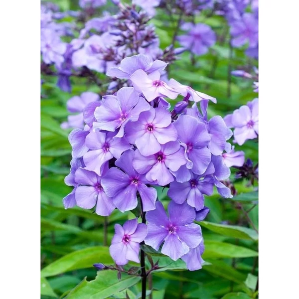 Phlox paniculata Blue Paradise Bugás lángvirág D14
