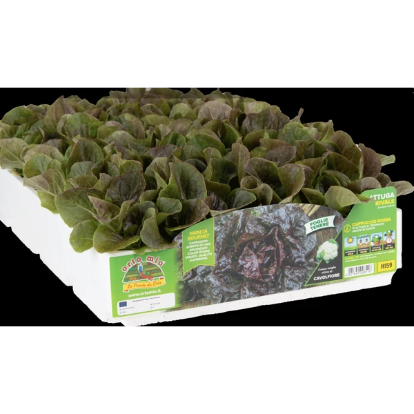 Palánta Pakk vörös saláta Parella 9db/pakk