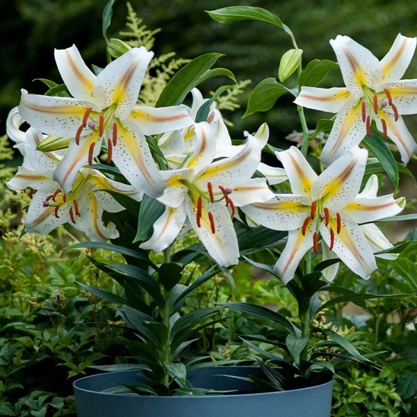 Lilium - Liliom Garden Party Cs14