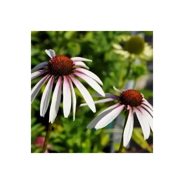 Echinacea 'Pretty Parasols'- Kasvirág CS15