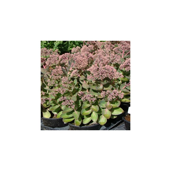 Sedum telephium Seduction Pink Passion  - Varjúháj D14