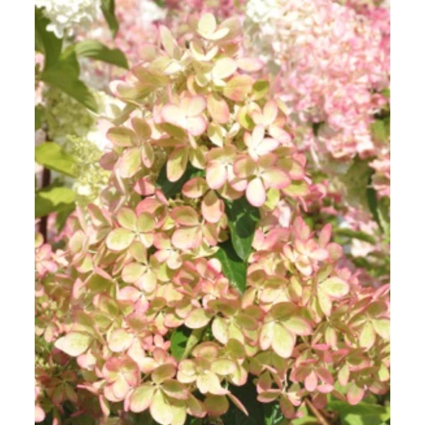 Hydrangea paniculata pastelgreen 'Renxolor'' - Bugás hortenzia 10-20 K2